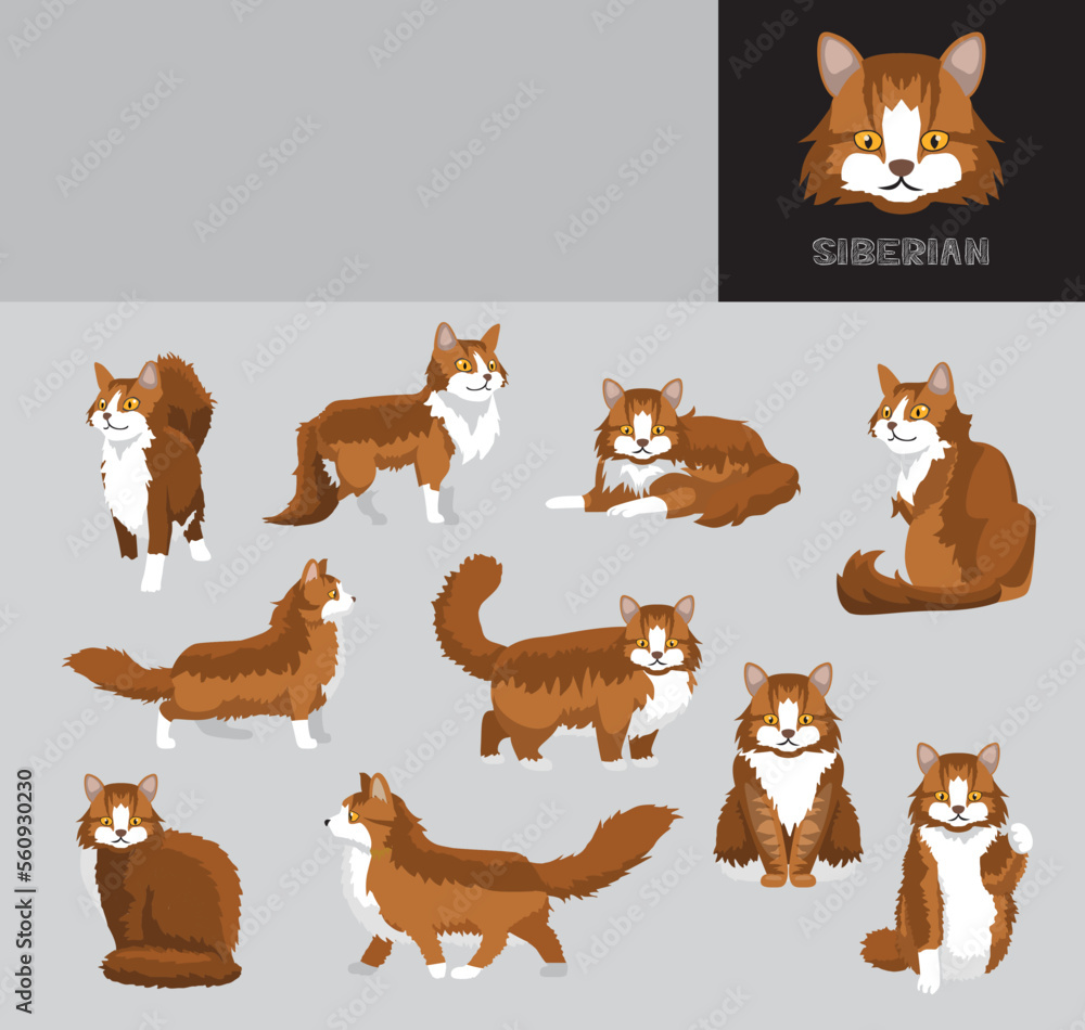 Fototapeta premium Cat Sibarian Cartoon Vector Illustration Color Variation Set