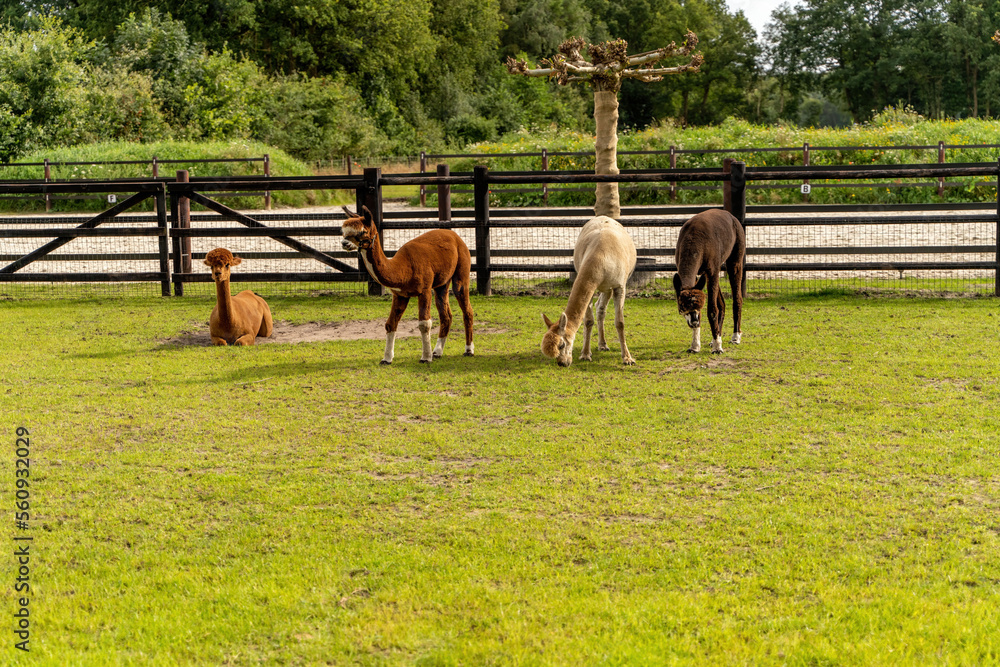 Four different colored alpacas on a green grass meadow. Wooden fence in the background. Curious funny animals on meadow, wear a halter. Four animals, animal themes