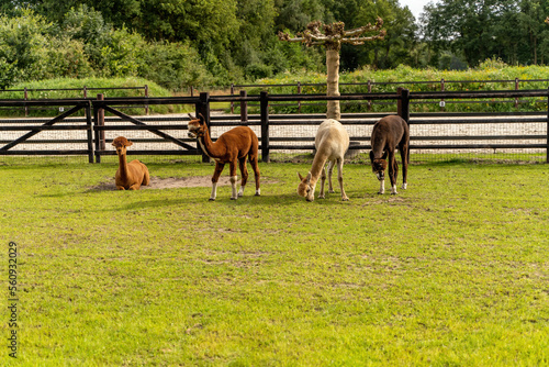 Obraz na płótnie Four different colored alpacas on a green grass meadow. Wooden fence in the background. Curious funny animals on meadow, wear a halter. Four animals, animal themes w salonie