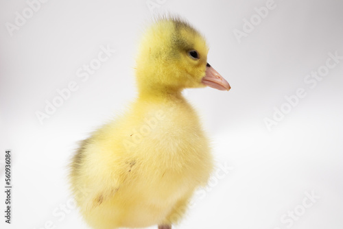 Portrait of a little duckling on white background