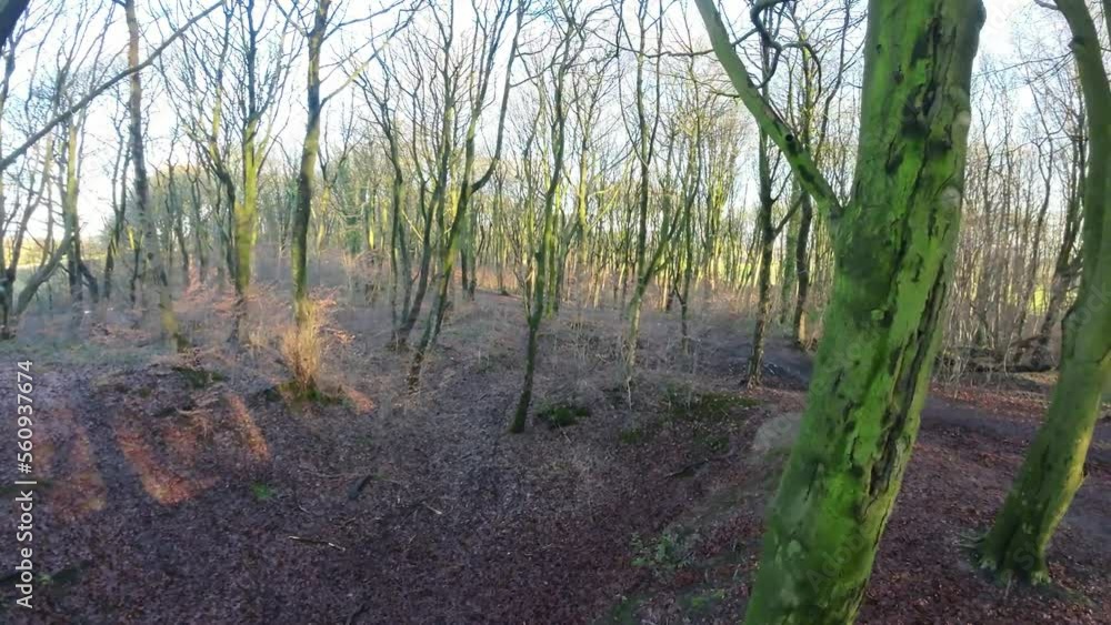 Cinematic FPV drone flying around woodland tree trunks during glowing autumn sunrise