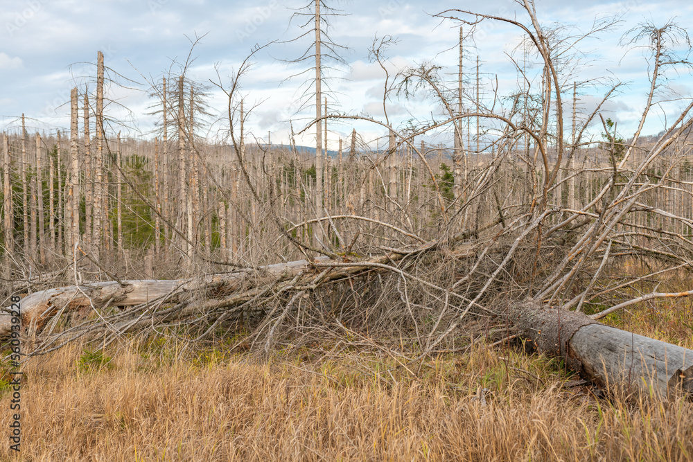 Fototapeta premium Waldsterben, abgestorbene Bäume in Nationalpark Harz, Deutschland