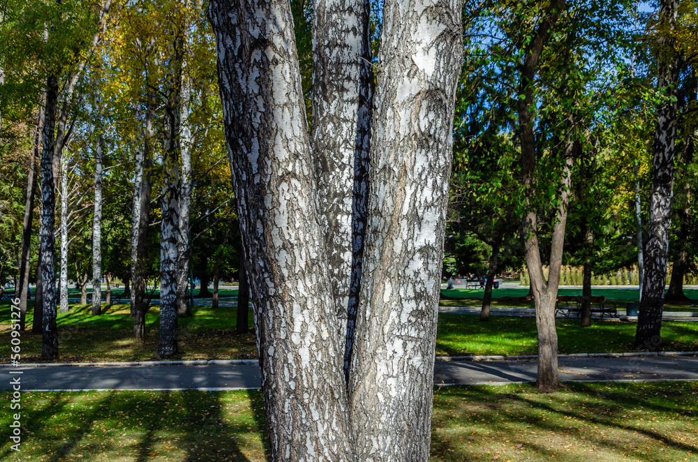 A tree with three trunks in the park in summer.