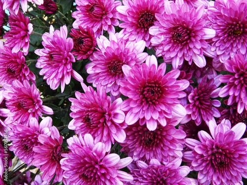 Bright flowers  chrysanthemums in bloom  beautiful flowers for a gift  background image