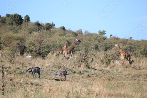 giraffes and zebras graze together in masai mara national park kenya africa