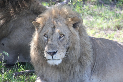 Fototapeta Naklejka Na Ścianę i Meble -  lion closeup in savanna masai mara kenya africa