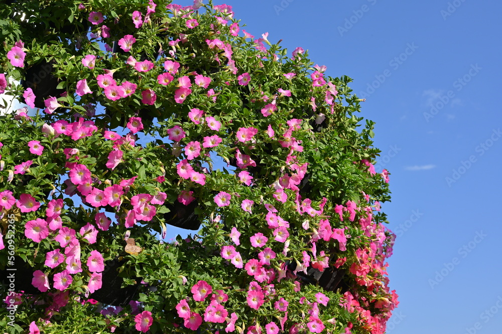 Fototapeta premium beautiful pink flower garden with blue sky