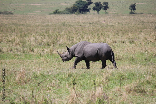 black rhinoceros in savanna kenya masai mara africa