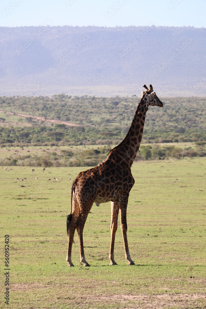 Obraz premium giraffe grazing in a savannah in the masai mara national park in the morning sun