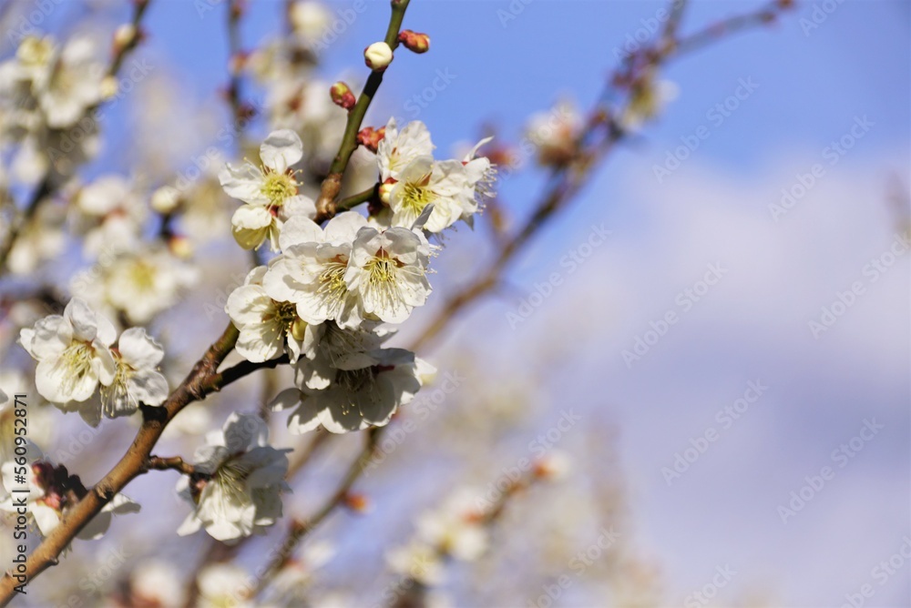 早春の梅の花 早春の梅の花