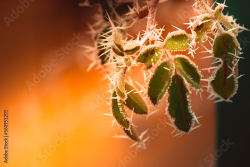 frozen winter plants covered with frost texture
