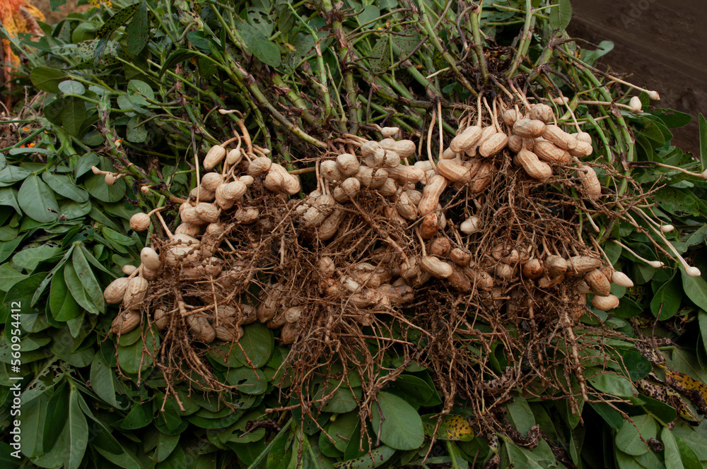 Fresh peanuts plants with roots plants harvest of peanut plants. Stock Photo Adobe Stock