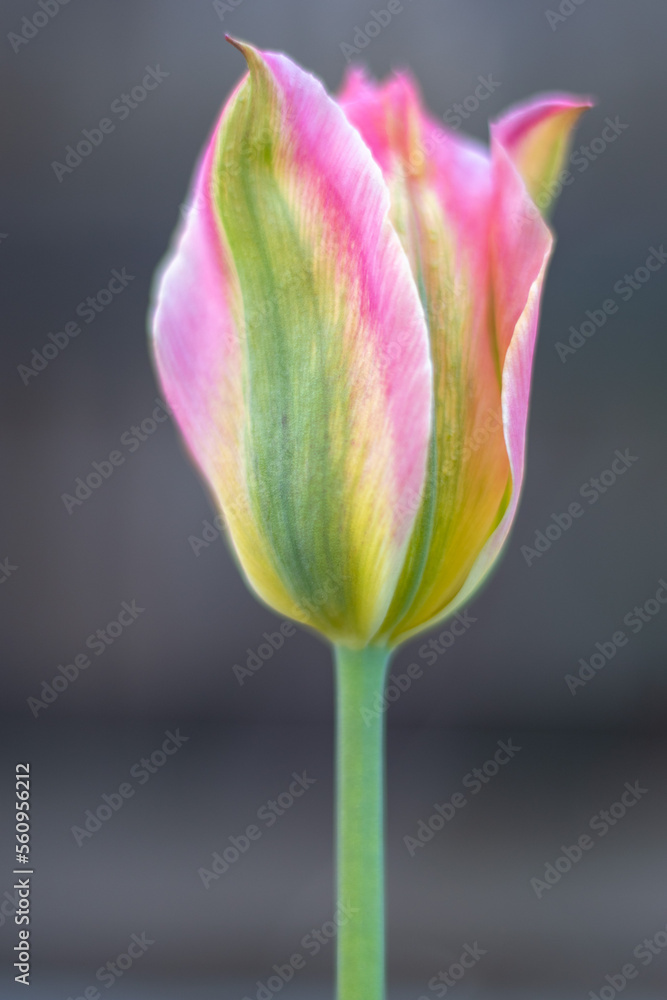 Selective focus of one pink or lilac tulip in a garden with green leaves. Blurred background. A flower that grows among the grass on a warm sunny day. Spring and Easter natural background with tulip. Selective focus of one pink or lilac tulip in a garden with green leaves. Blurred background. A flower that grows among the grass on a warm sunny day. Spring and Easter natural background with tulip.
