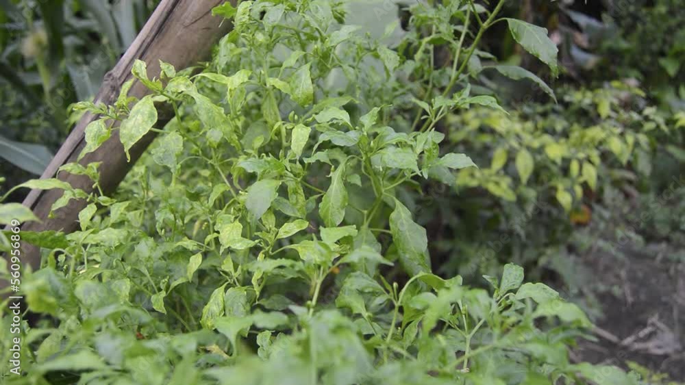 view of thick chili plant leaves view of thick chili plant leaves