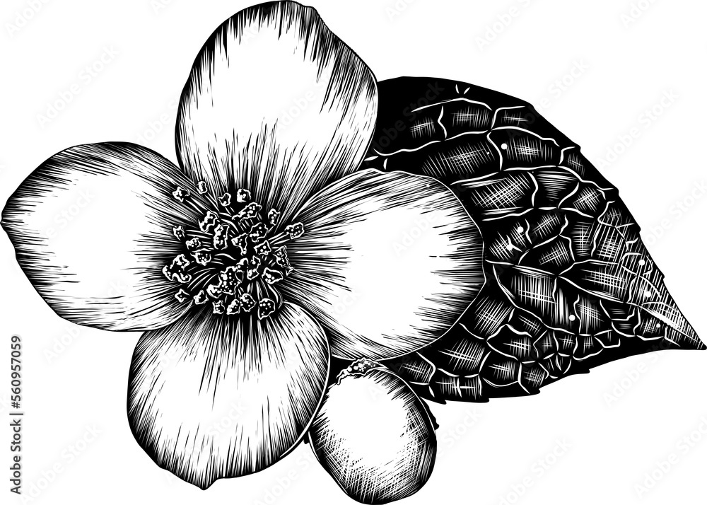 Obraz premium PNG engraved style illustration for posters, decoration and print. Hand drawn sketch of jasmine flower in monochrome. Detailed vegetarian food drawing. 