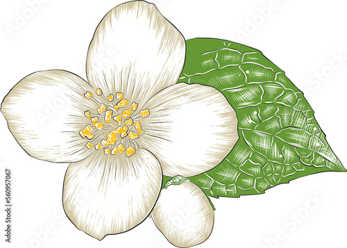 PNG engraved style illustration for posters  decoration and print. Hand drawn sketch of jasmine flower in colorful. Detailed vegetarian food drawing.  