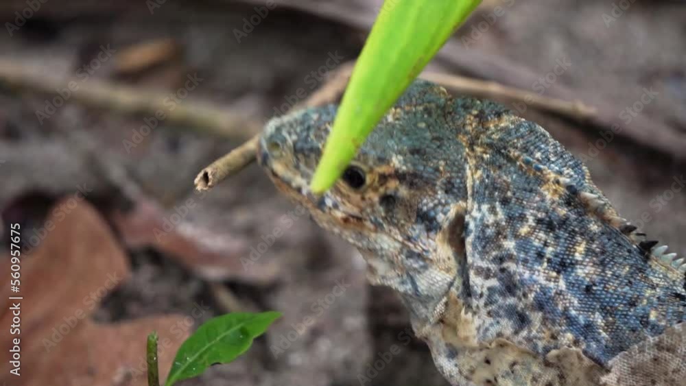 Close-upIguana eating a leaf in Manuel Antonio Park in Costa Rica.