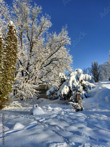 Winter landscape with trees  bushes and vegetation covered with snow after a heavy snowfall on a sunny day. Snowy winter fairytale. Winter landscape