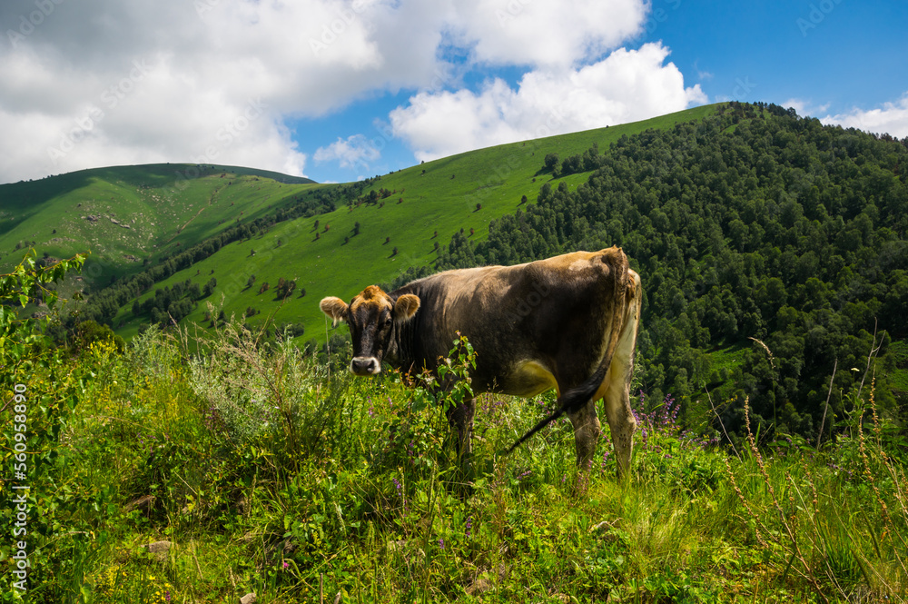 View of cows in Caucasus mountains View of cows in Caucasus mountains