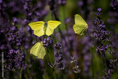 butterfly on a flower Gonepteryx rhamni