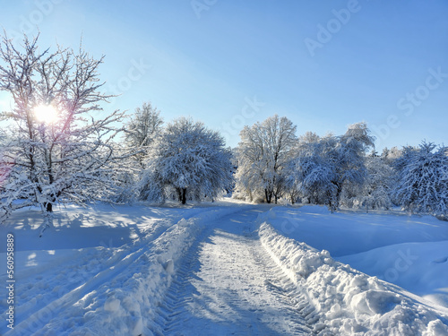 Winter landscape with trees, bushes and vegetation covered with snow after a heavy snowfall on a sunny day. Snowy winter fairytale. Winter landscape © KristineRada