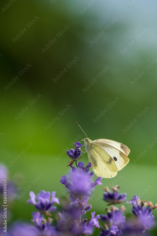 Obraz premium butterfly on flower