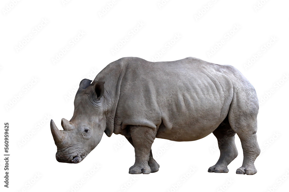 Obraz premium Rhinoceros isolated on transparent background png file