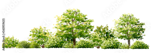 Vector watercolor of tree side view isolated on white background for landscape  and architecture drawing  elements for environment and garden  painting botanical for section and elevation 