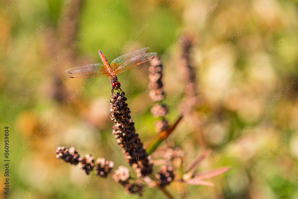 Red dragonfly on branch