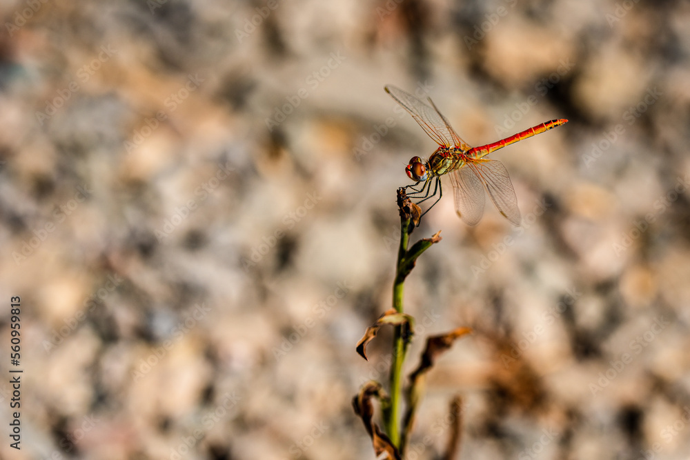 Red dragonfly in front of the wall in the background Red dragonfly in front of the wall in the background