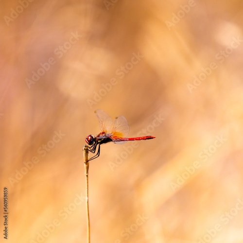 Red dragonfly perched on a branch