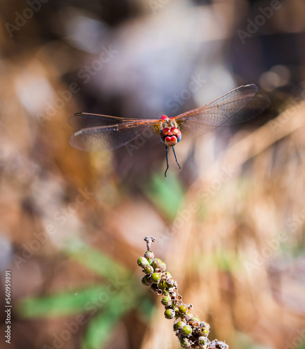 Red dragonfly trying to land on a branch