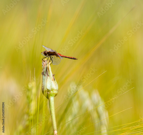 Red dragonfly perched on a flower bud