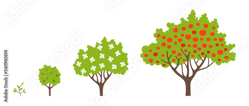 Set of apple fruit tree growing process. Orchard garden harvest. Development stage. Ripening period vector infographic.