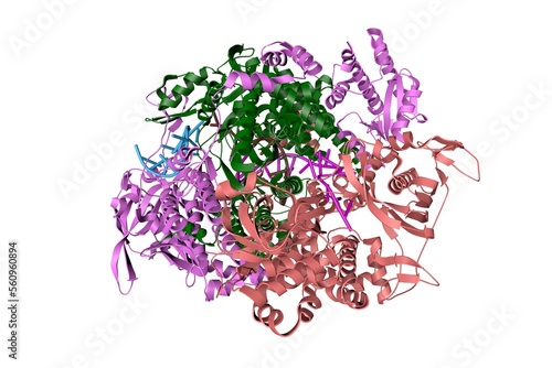 Influenza A virus H7N9 polymerase elongation complex. Ribbons diagram with differently colored protein chains based on protein data bank entry 7qtl. Scientific background. 3d illustration photo