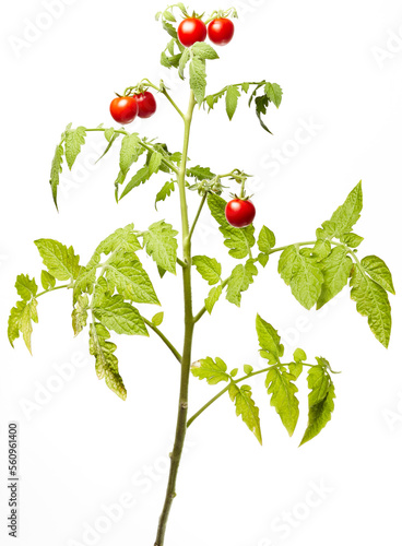 Tomato plant isolated on white background. Green seedling of fresh ripe red tomatoes, close up