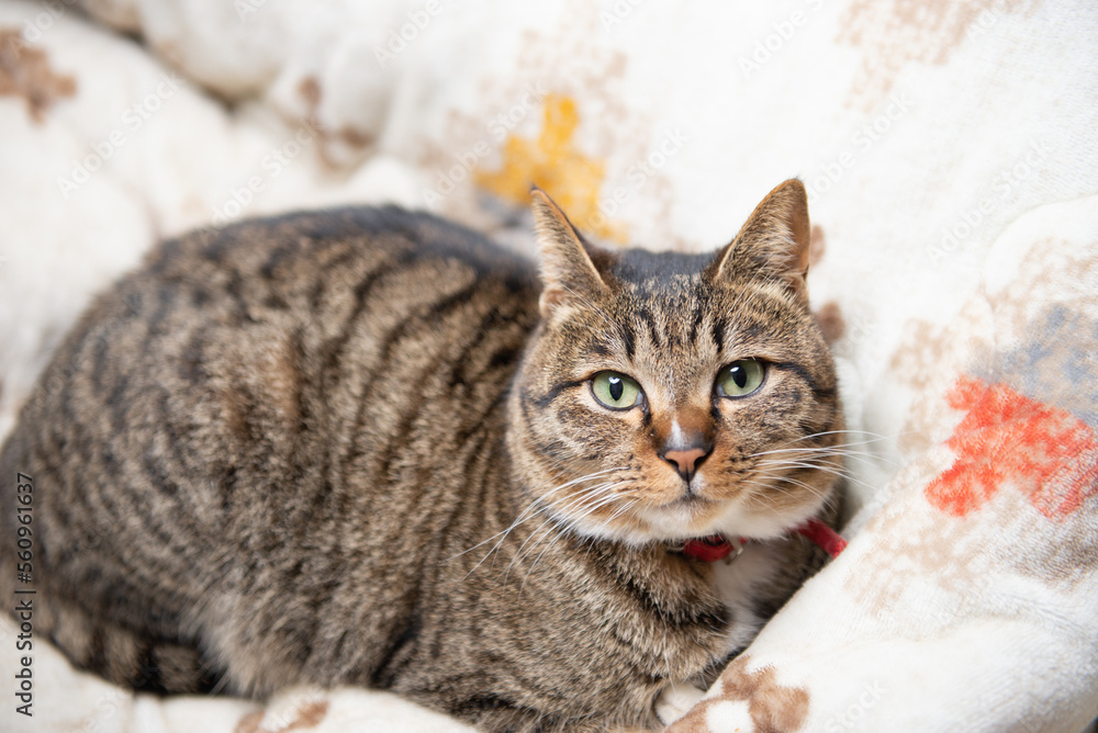 かわいい猫 かわいい猫