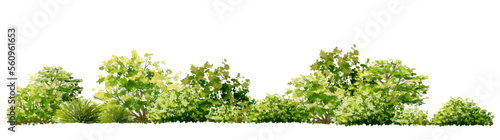 Vector watercolor of grass or tree side view isolated on white background for landscape  and architecture drawing, elements for environment and garden, painting botanical for section and elevation 
