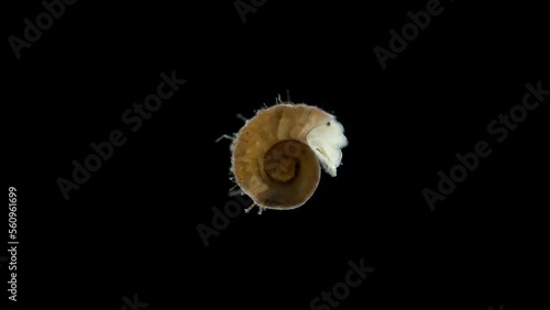 Marine snail under microscope, class Gastropoda, type Mollusca, has a spiral shell. Sample found in White sea. photo