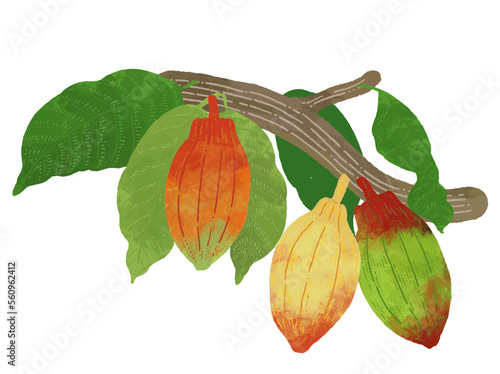 水彩タッチの木に実るカカオ豆のイラスト素材