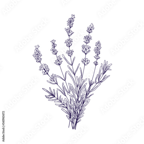 Lavender flowers bunch. Outlined botanical retro drawing of lavanda bouquet. Engraved floral plant, lavandula stems, wildflowers. Hand-drawn etched vector illustration isolated on white background