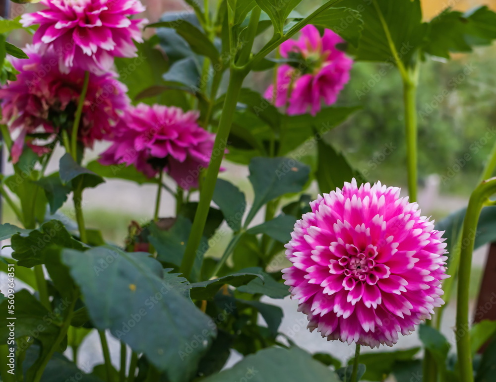 Flowers Flowers