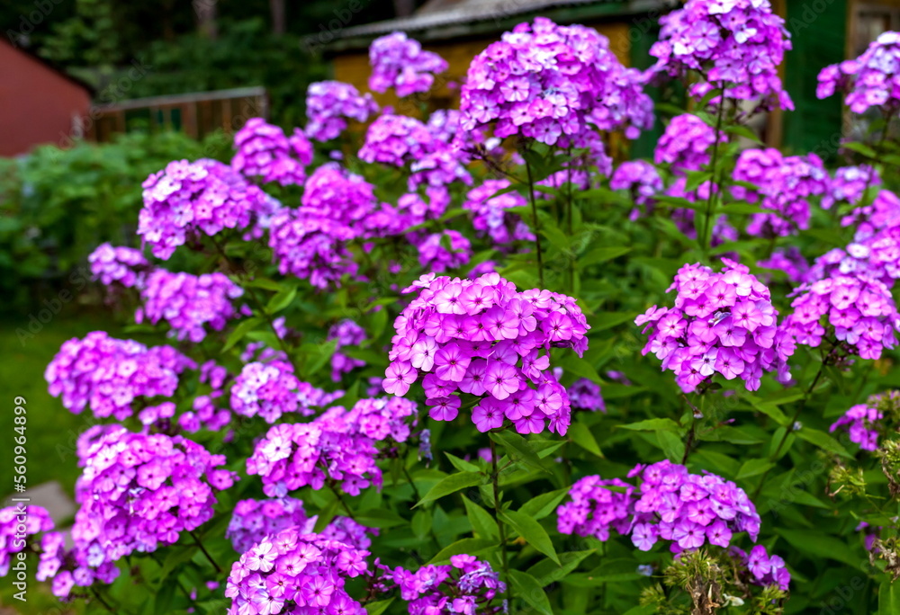 Flowers Flowers