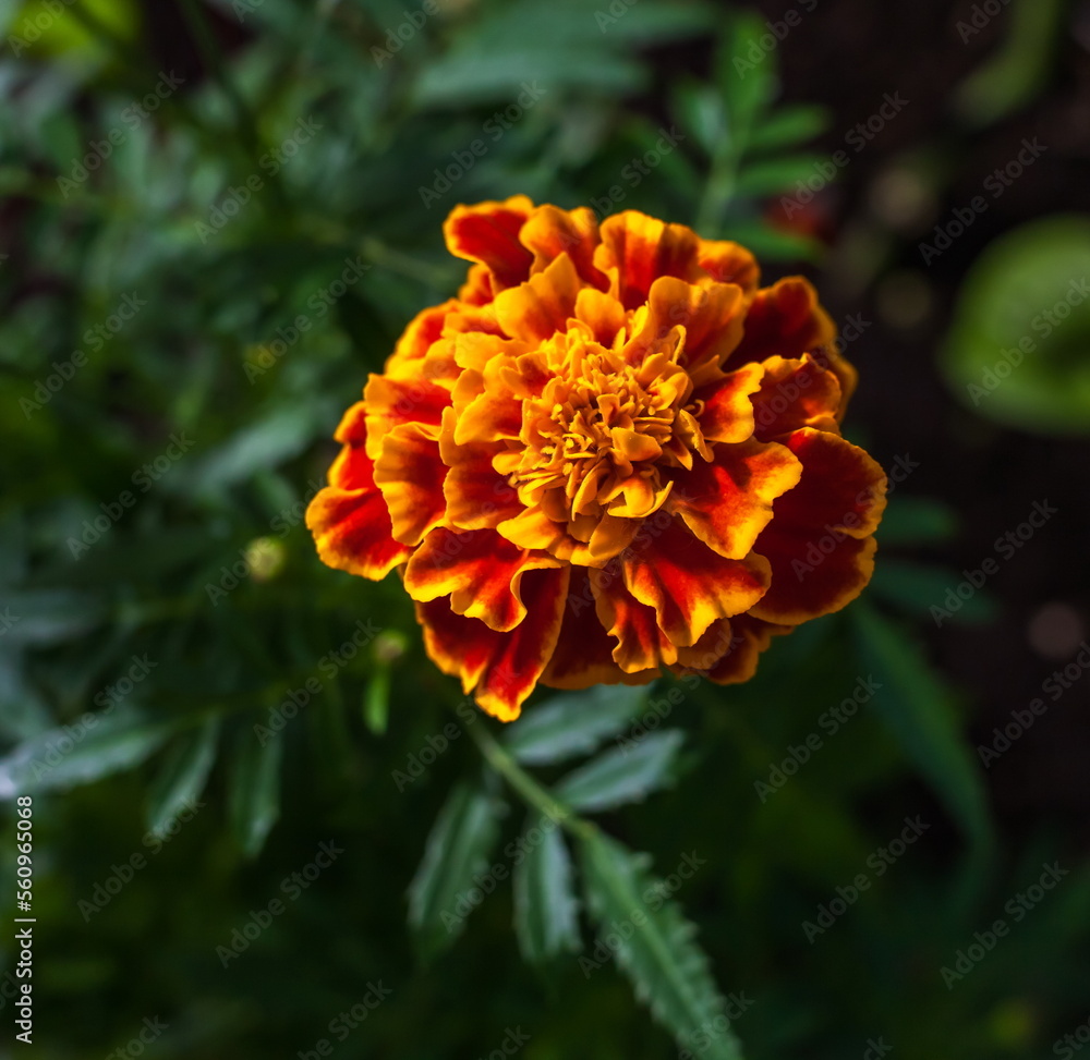 Flowers Flowers