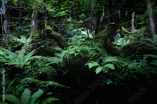 fern in the forest