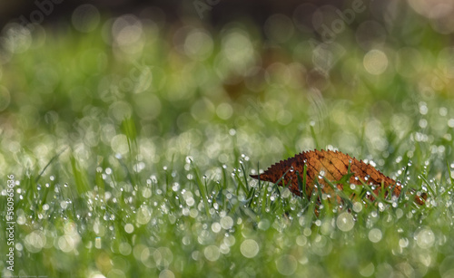 Ein Blatt im morgendlichen Licht auf  Tautropfen im Gras, a leaf in the morning light on dewdrops in the grass photo