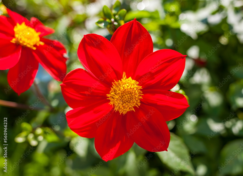Flowers Flowers