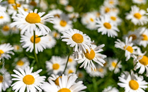 Flowers  Daisies  close-up on the background of greenery in summer