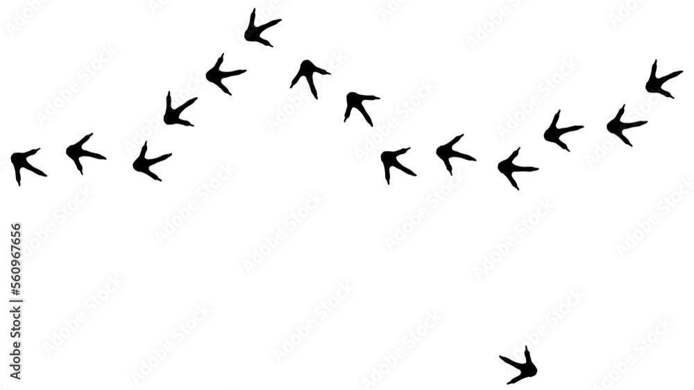 Loop animation of the black silhouette of the footprints of a bird. Cartoon funny bird print along the path. Trajectories that follow the path of movement. Animation of dove paw prints Loop animation of the black silhouette of the footprints of a bird. Cartoon funny bird print along the path. Trajectories that follow the path of movement. Animation of dove paw prints