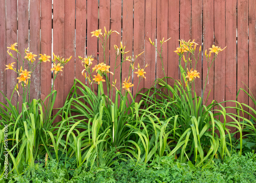 Fototapeta Naklejka Na Ścianę i Meble -  lilies near the fence